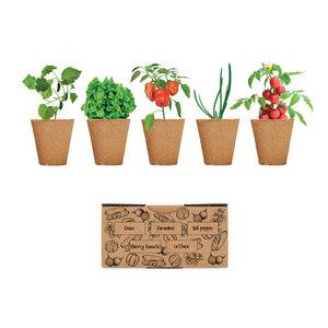 GiftRetail MO6499 - SALAD Salad growing kit